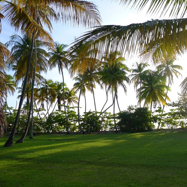 Græsset er grønt, Trinidad & Tobago.jpg