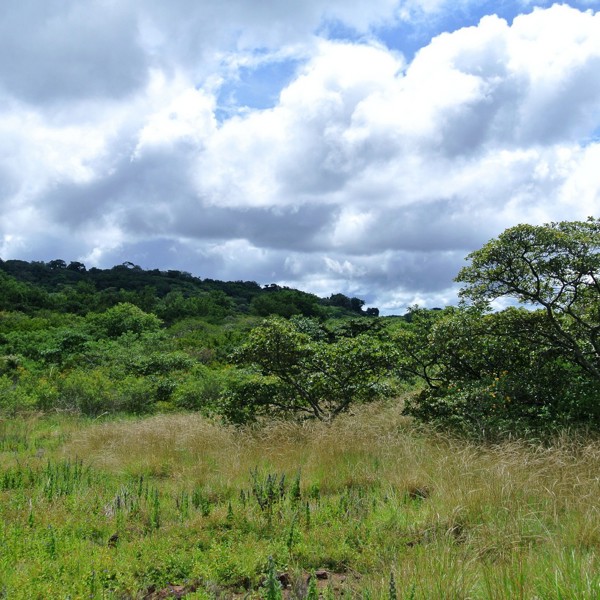 landskab, Rincon de la Vieja, Costa Rica