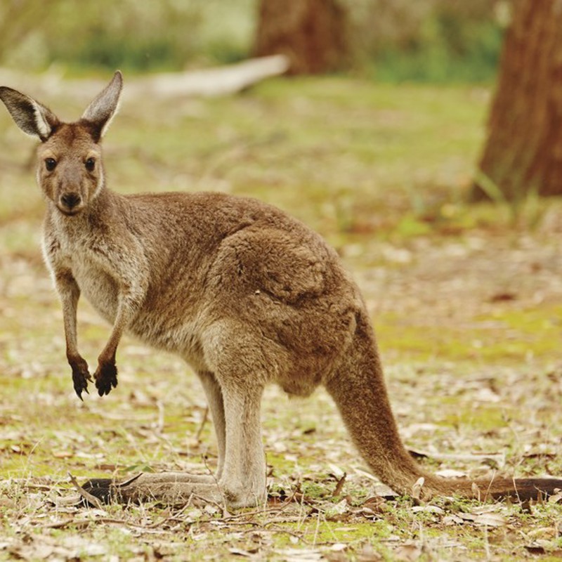 Kænguruen hviler let på sin hale, Australien
