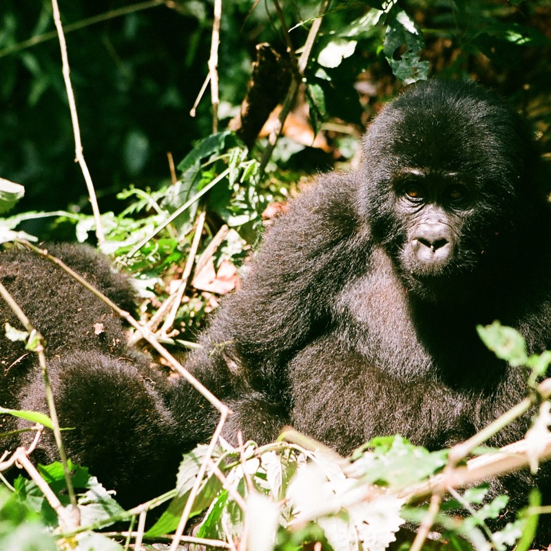 Han gorilla, Uganda