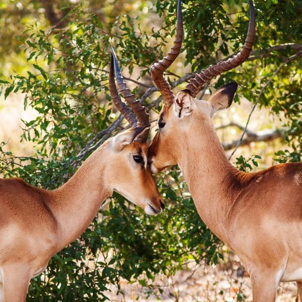 Kruger Nationalpark - Gazelle