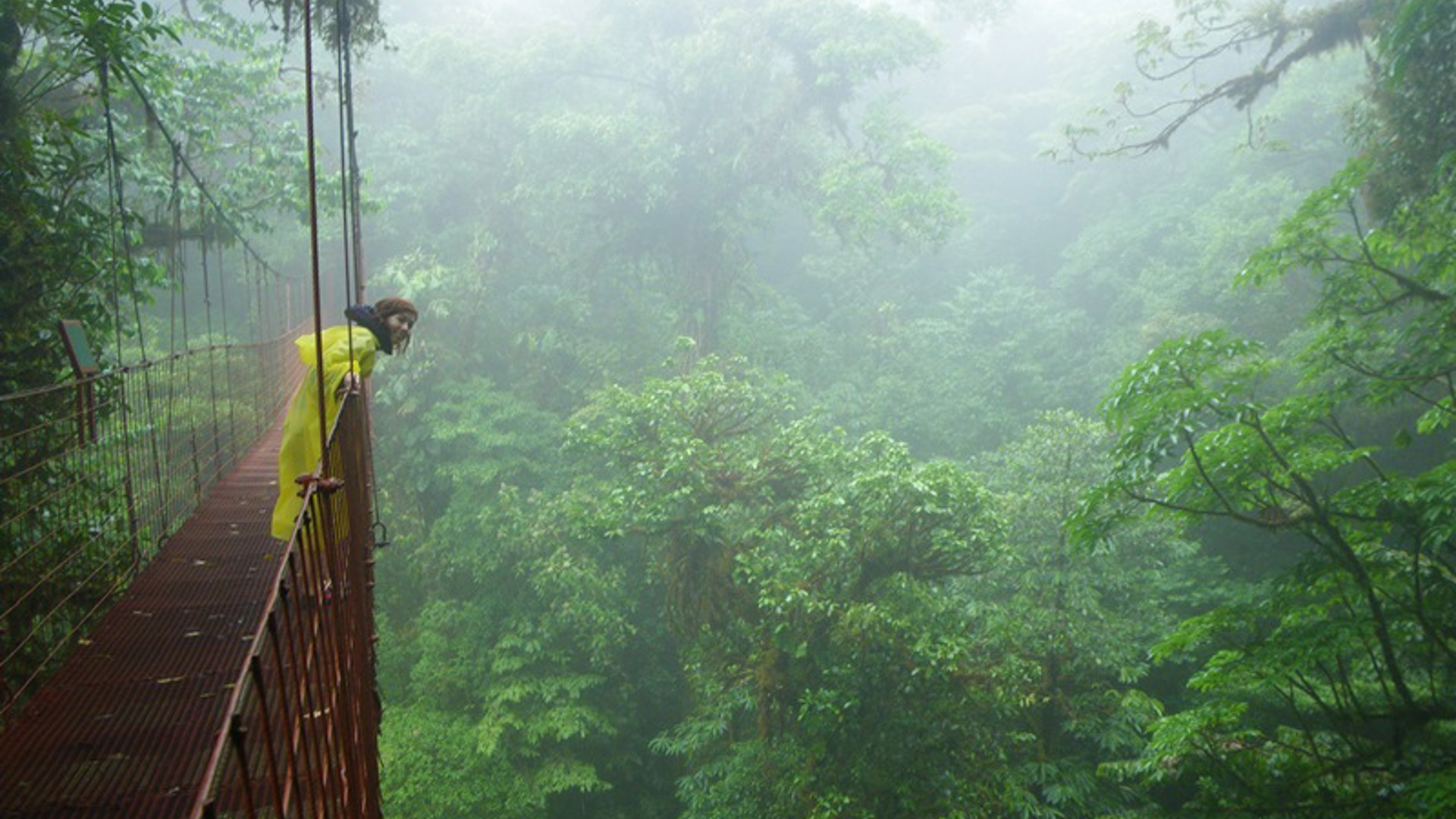 Det er godt med et regnslag i tågeregnskoven. MOnteverde, Costa Rica