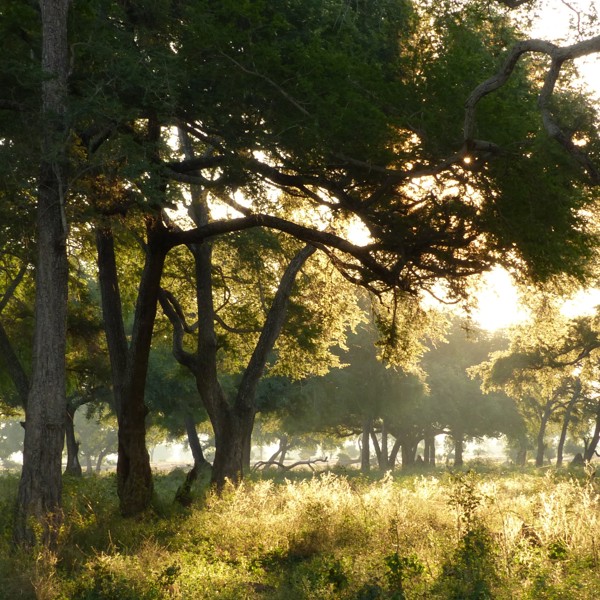 Leopard, Lower Zambezi, Zambia