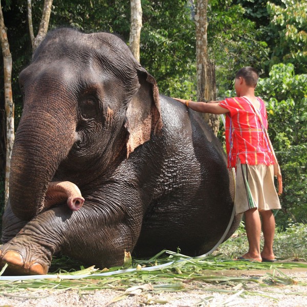 Khao Sok - Elefant
