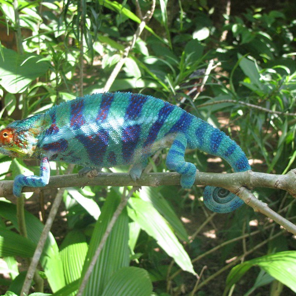 Kamæleon i træ i nationalparken