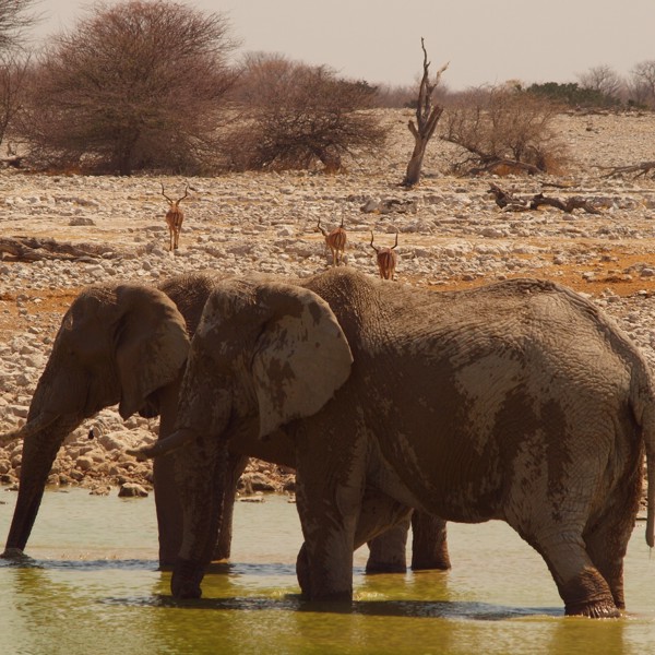 To elefanter slukker tørsten, Etosha, Namibia