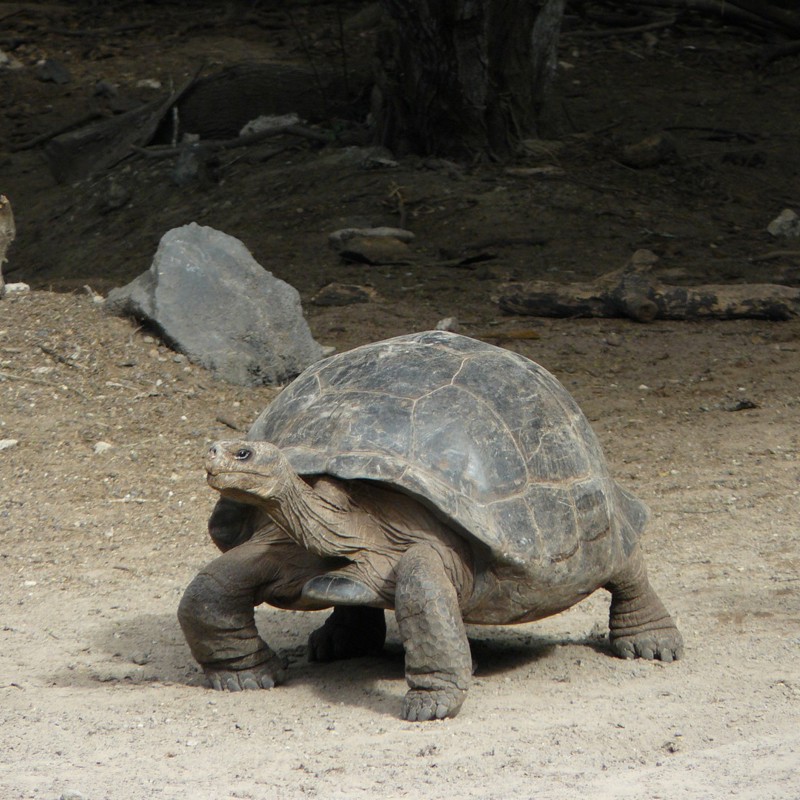 GWT (48)