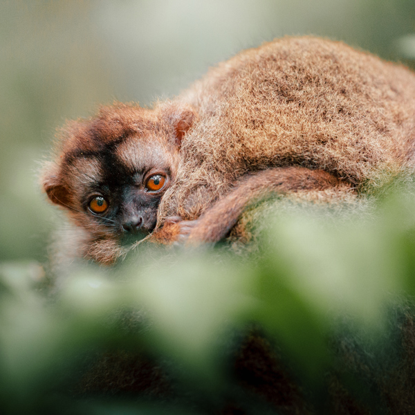 Madagaskar har et meget rigt dyreliv