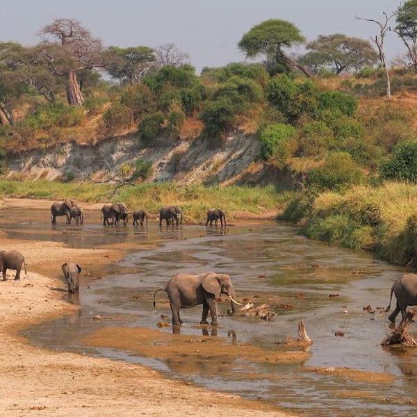 Tarangire unsplash