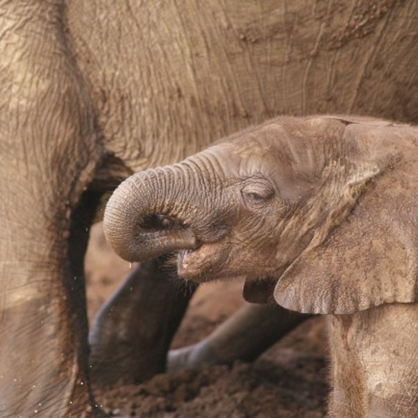 Elefanter i Botswana