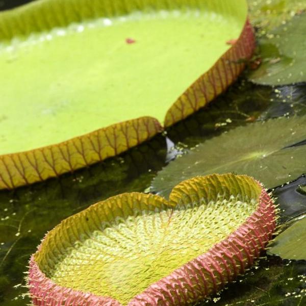 Victoria amazonica vandlilje