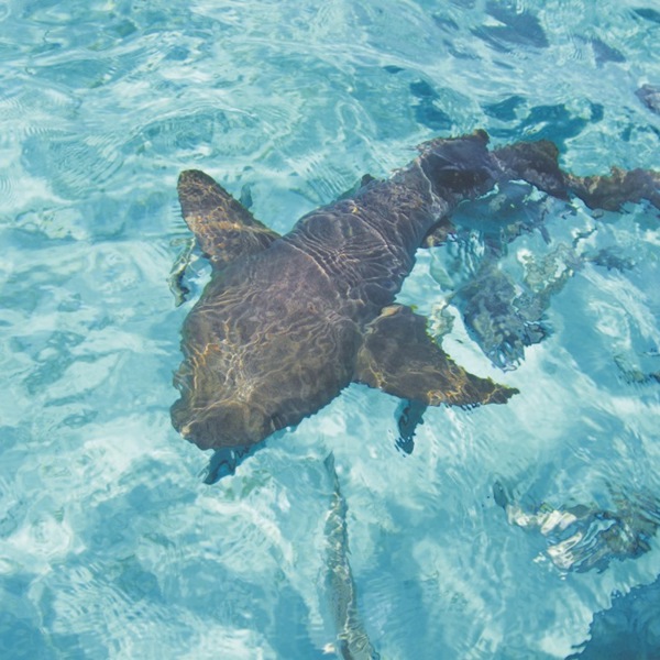 Små hajer svømmer i vandkaten i Belize