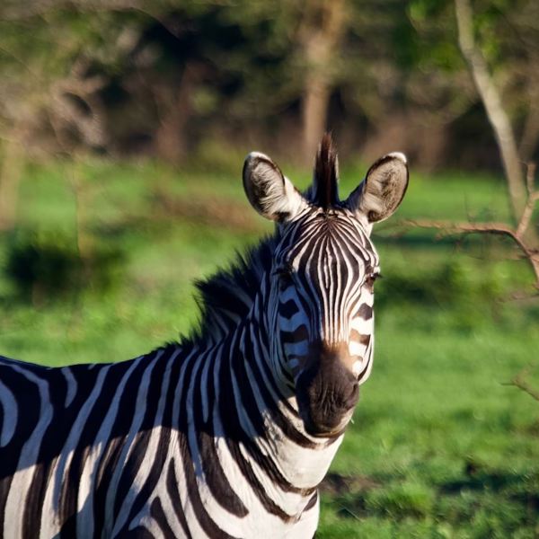 Uganda - Lake Mburo - Zebra