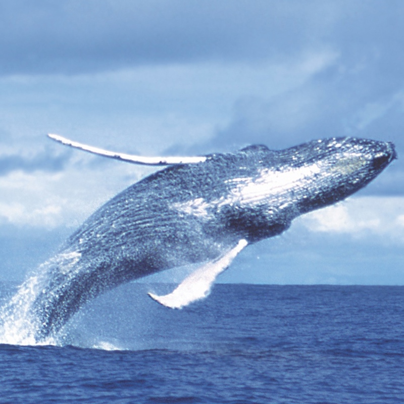 PACÍFICO_BALLENA JOROBADA-crop