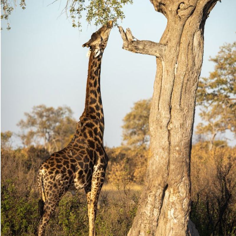I:\AXUMIMAGES\Afrika\Zimbabwe\Hwange\Giraffe