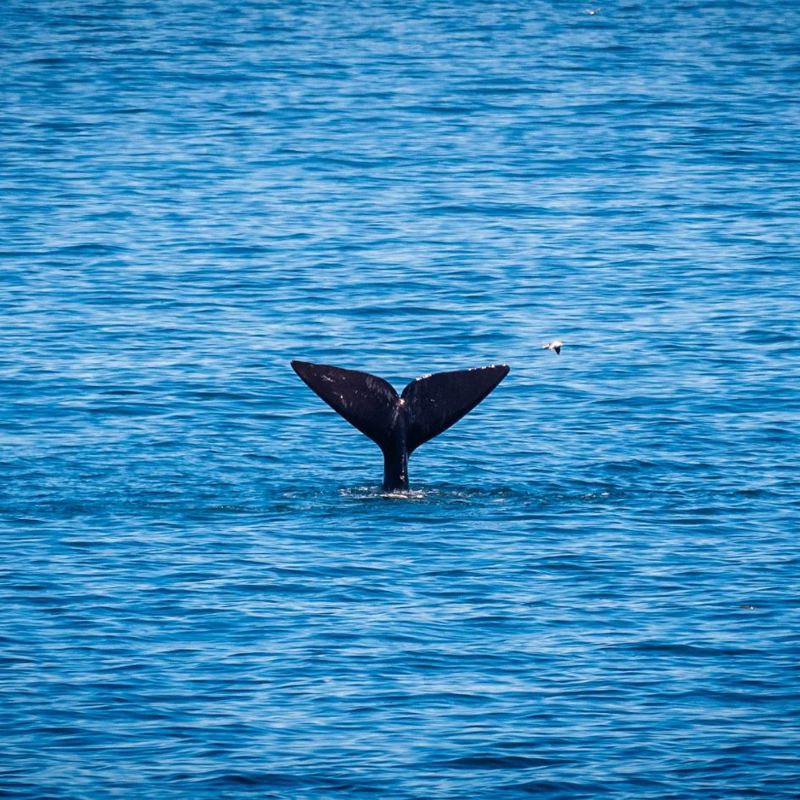 I:\AXUMIMAGES\Afrika\Sydafrika\Whaleroute\Whale