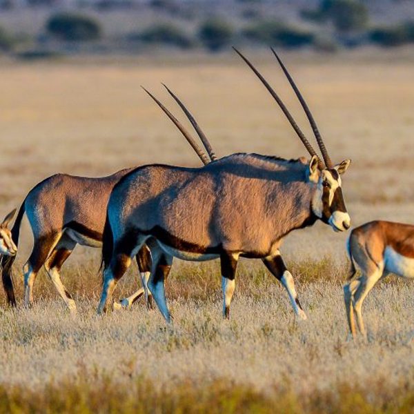 Oryxer på vej over Nxai Pan, Botswana