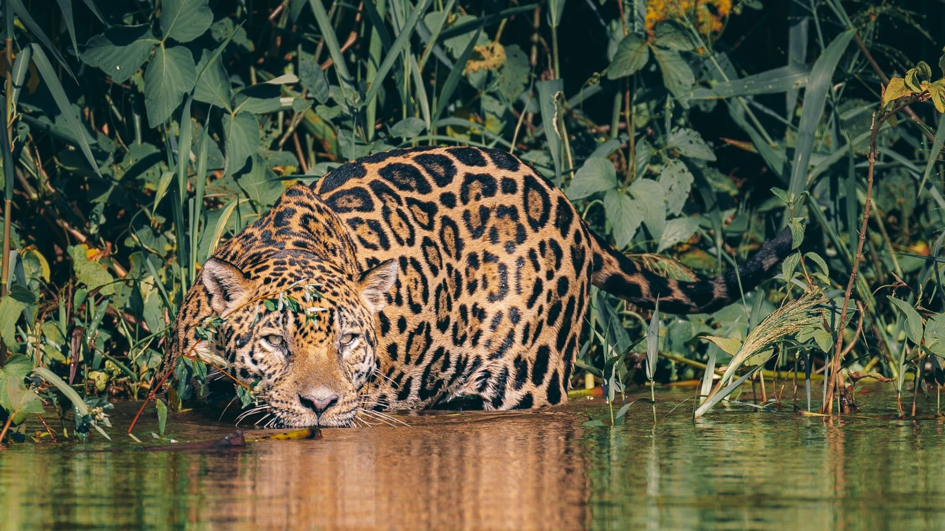 Design Uden Navn (2)