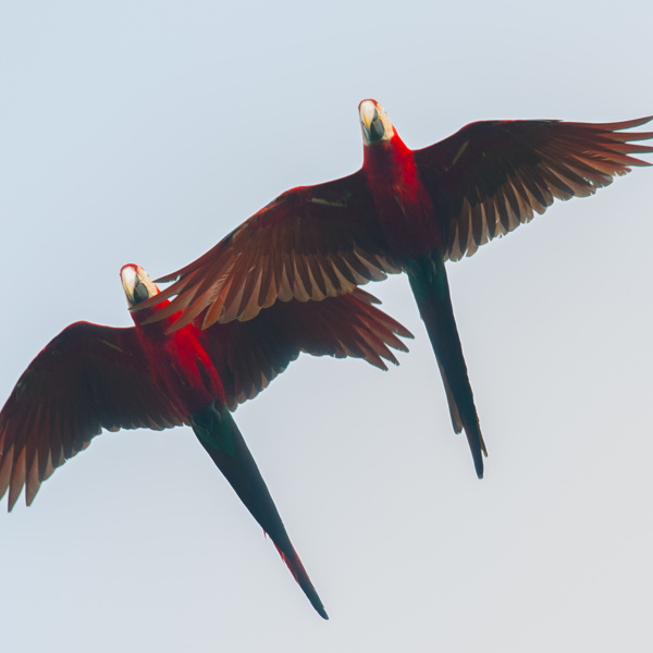 Flyvende fugle i Guyana