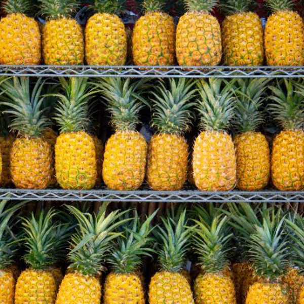 Ananas på række på Hawaii