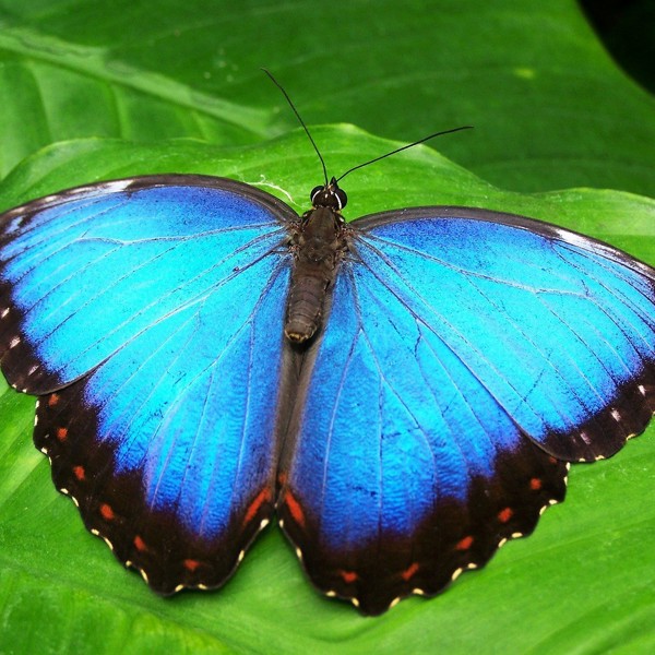Blå Morpho, Costa Rica