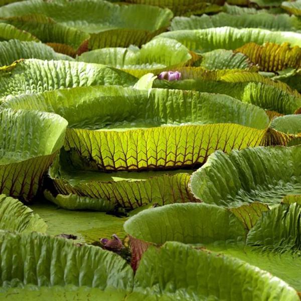 Den botaniske have Pamplemousses i Nord