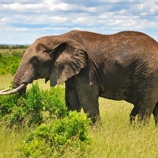 Elefant guffer busk, Kenya
