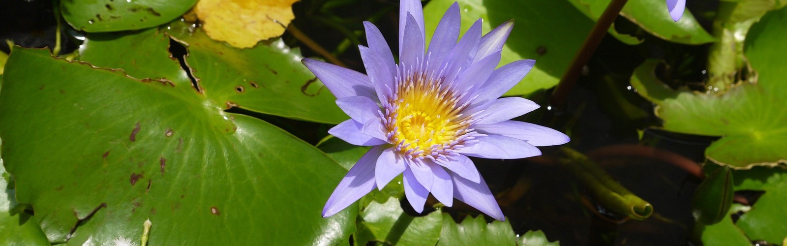 flowers (Pixabay)