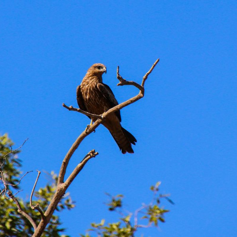 Rejser til Kakadu Nationalpark