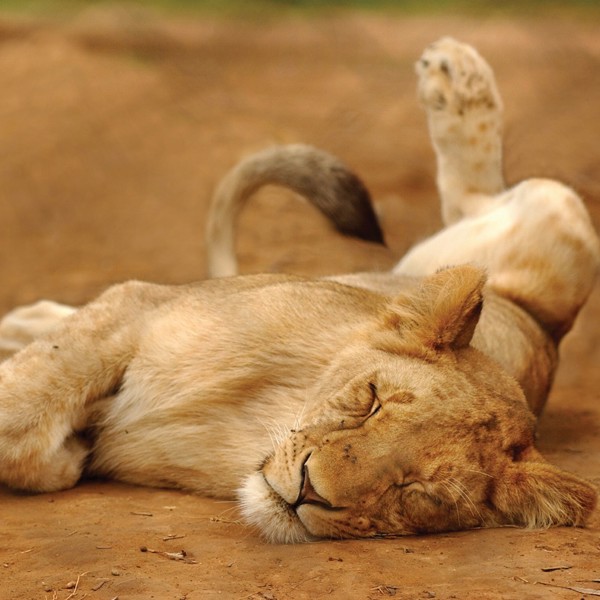 Træt hunkløve slår mave, Shamwari, Sydafrika