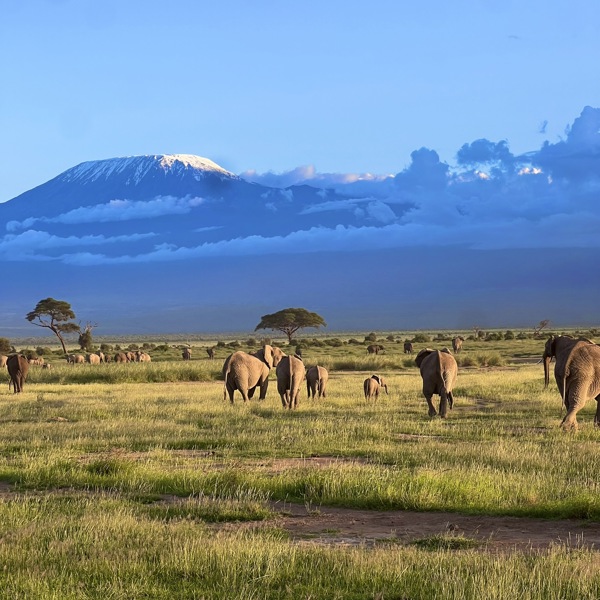 Elefanter på savannen i Amboseli, Kenya