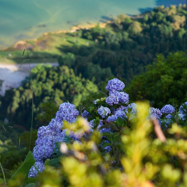 Sao Miguel, vilde hyacinter ved havet