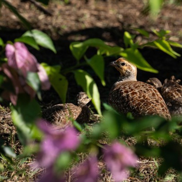 Tamarina golf course, Mauritius