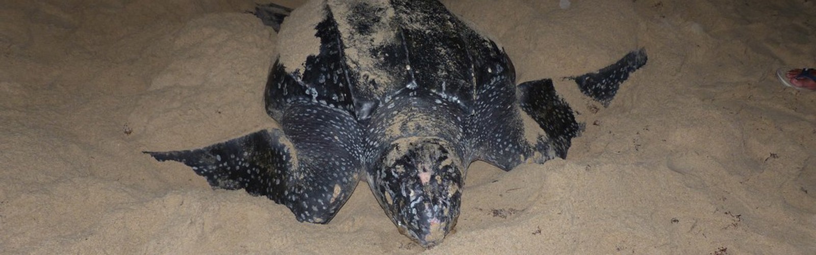 Skildpadde