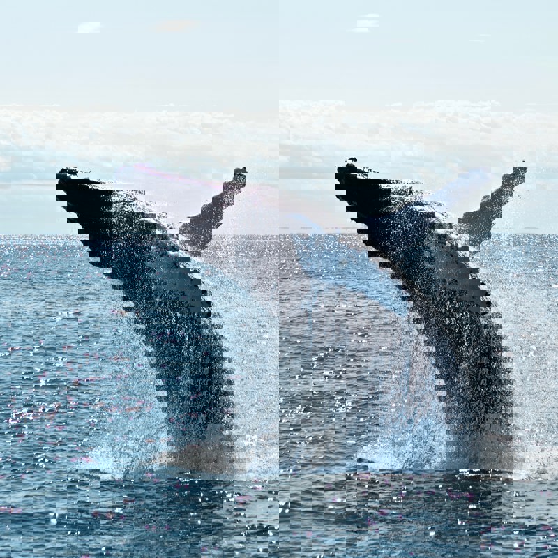 todd-cravens-QnBrjY-nFUs-unsplash