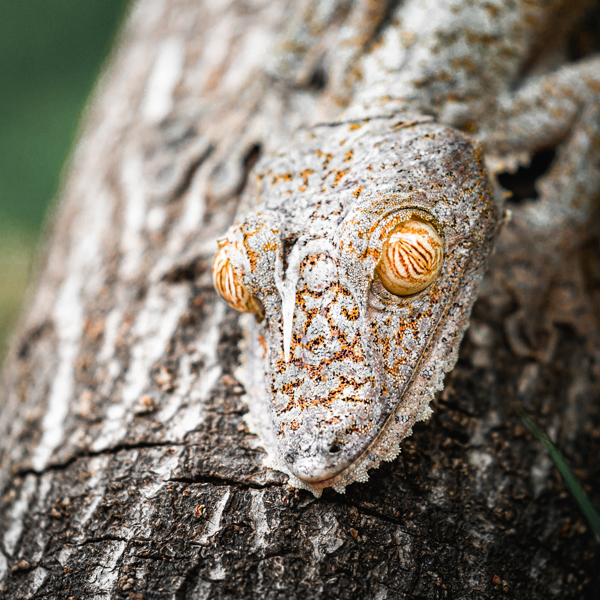 Madagaskar har et rigt dyreliv