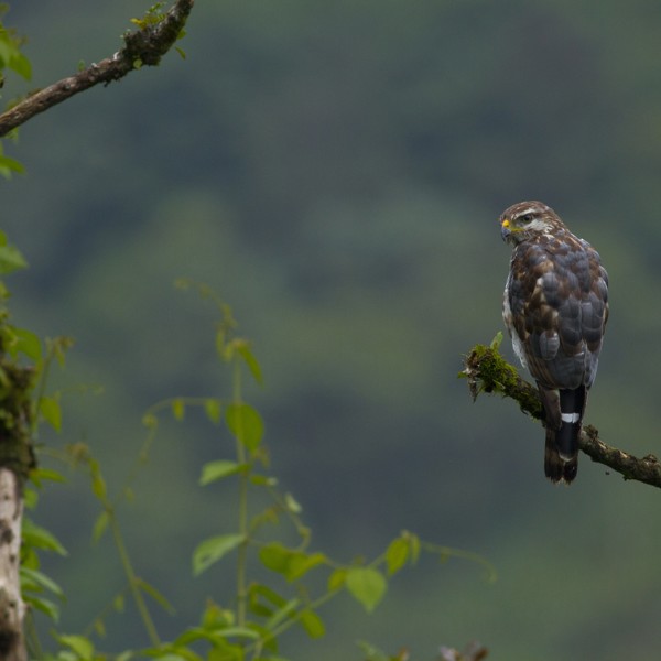 fugletur, Queztal Costa Rica