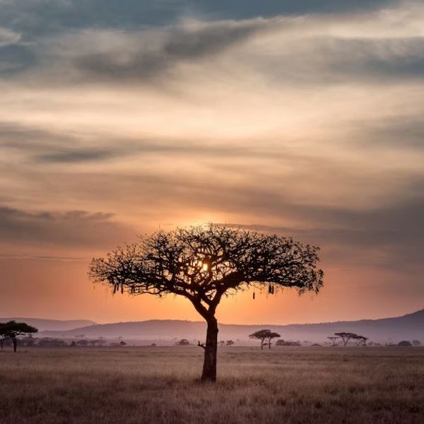 træ unsplash