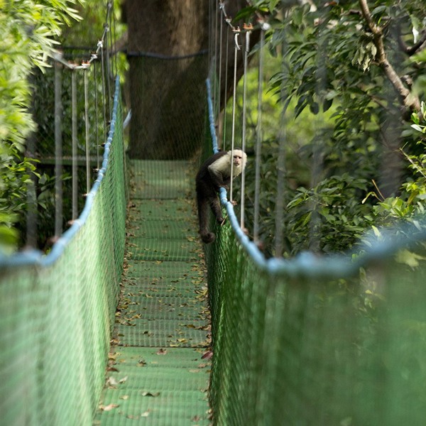 Costa Rica, Monteverde - bro med abe