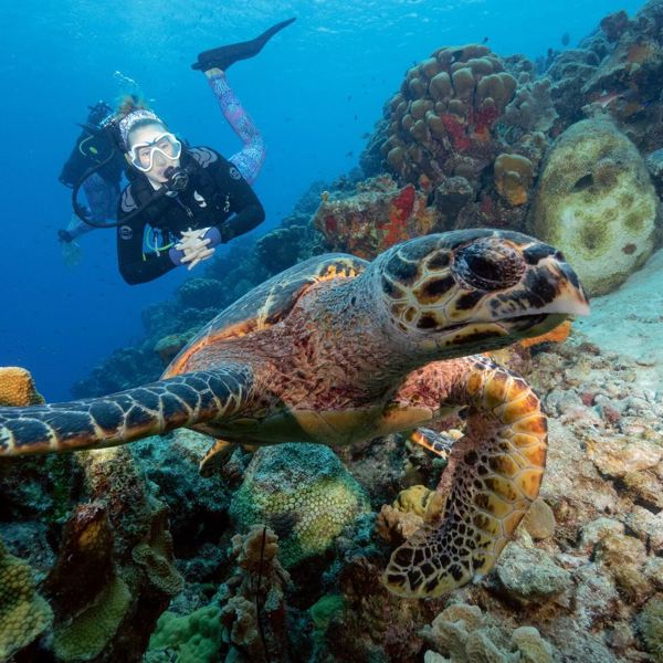 Bonaire - Belnem House
