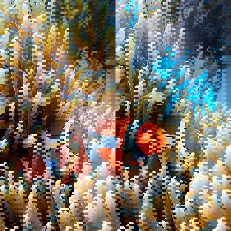 Great Barrier Reef, Dykning i Australien