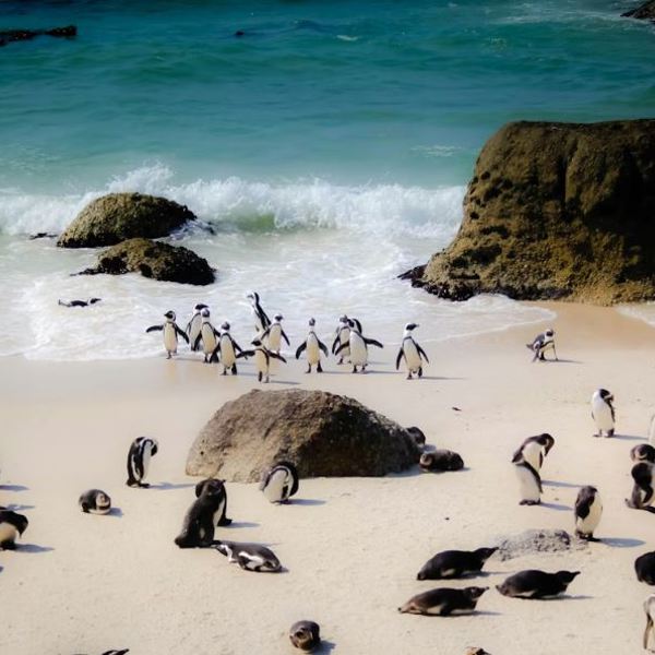 Pingviner - Cape Town