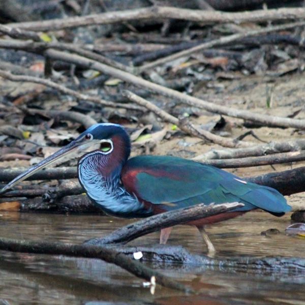 Guyana - Agami Heron
