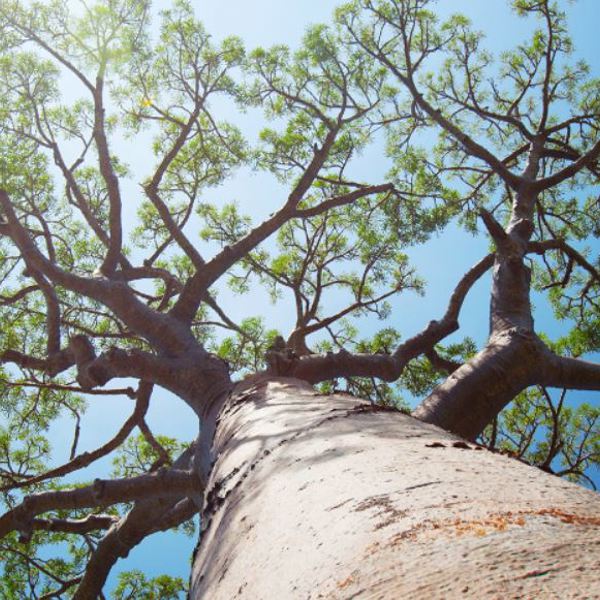 Sydafrika - Mapesu Private Game Reserve