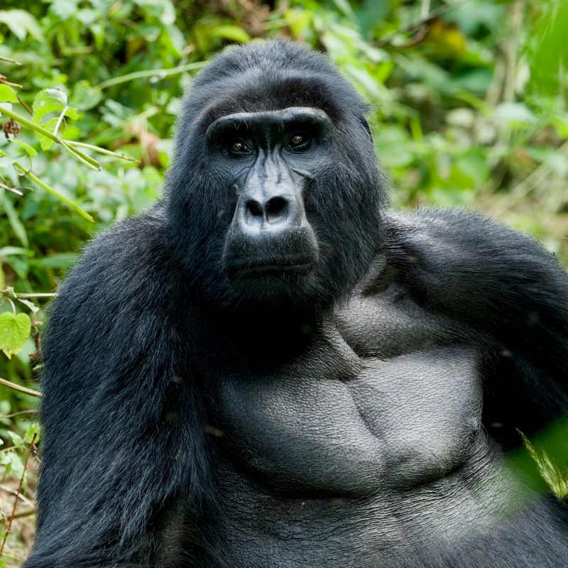 Bjerggorilla i Ugandas regnskov