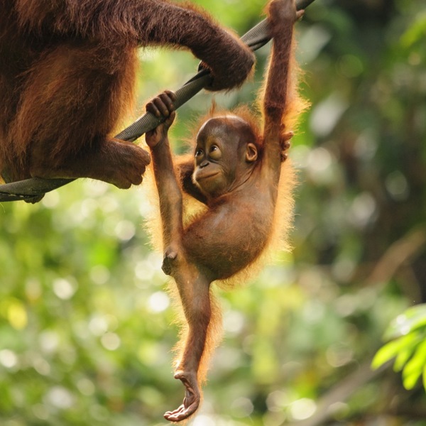 Orangutangunge, Borneo, Malaysia