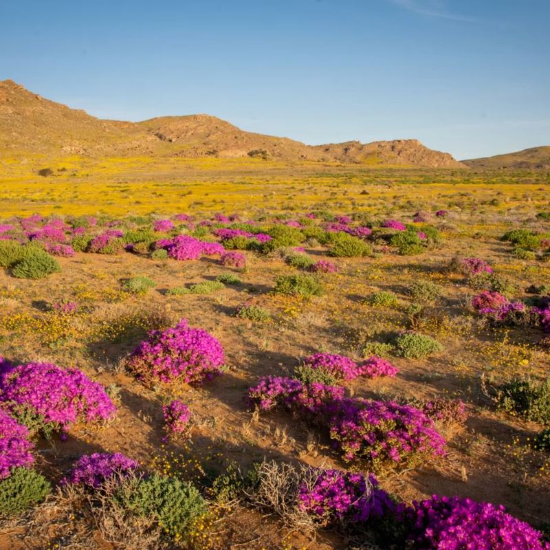I:\AXUMIMAGES\Afrika\Namibia\Aus\Flowers