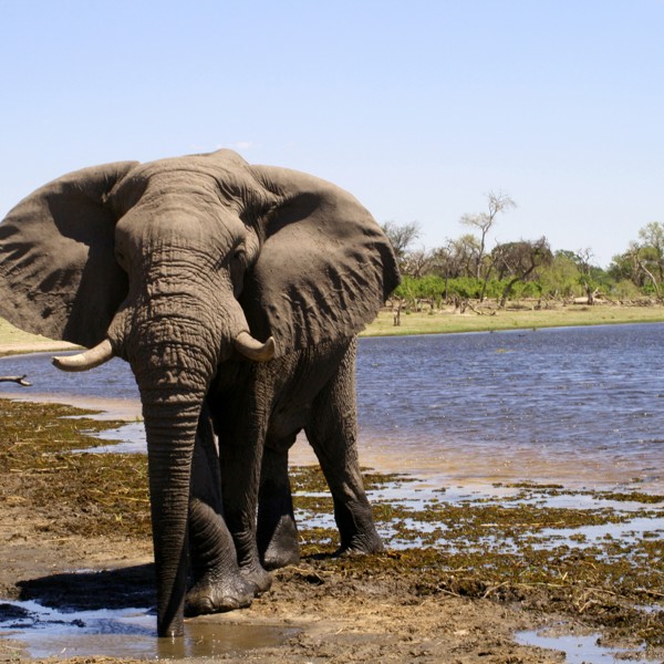 Khwai River, Botswana