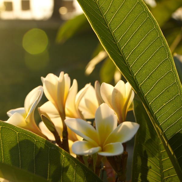Frangipanien blomster på Mauritius