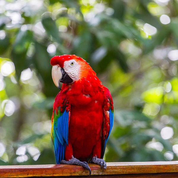 Oplev araerne på en rejse til Juma Lodge i Brasilien